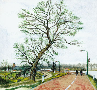 Dikken Boom Aquarel